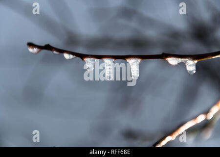 Gefrorene Regen erzeugt kleine Eiszapfen an Zweige eines Baumes im Winter. Stockfoto