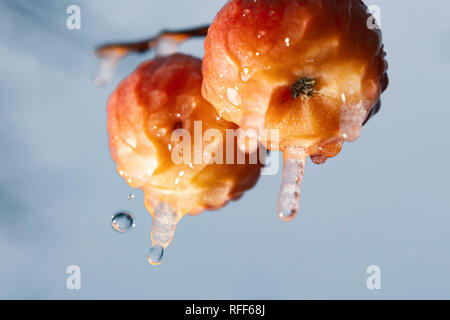 Rot gefrorene Äpfel am Baum im Frühling mit schmelzenden Eiszapfen. Stockfoto