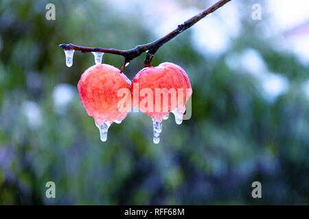 Rot gefrorene Äpfel am Baum im Winter mit Eiszapfen. Stockfoto