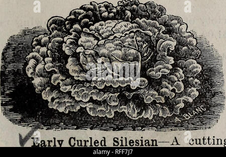 . E. Annabil &Amp; Co. Saatgut jährliche: Saison 1902. Baumschulen Kansas Kataloge; Gemüse; Blumen Samen Kataloge Kataloge Samen; Pflanzen, Zierpflanzen Kataloge; landwirtschaftliche Arbeitsgeräte Kataloge. Saatgut AIV N UAL SALAT alle Salate verwendet wird, ist der einfache Kultur, "fast von allen Krankheiten und Insekten frei. Wenn es lagen reichen, keine &gt;t Boden, und reinigen Sie den Anbau. Dadurch wird das schnelle Wachstum auf w elche hängt sein Aussehen, seine Zartheit und Geschmack. Für Frühjahr verwenden. Samen säen - Bett im September oder Oktober, und durch den Winter mit der kalten Schützen-Frames, oder im Süden mit Le Stockfoto