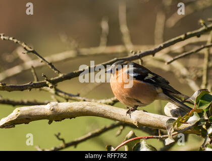 Männchen Buchfink auf Niederlassung in schönes Licht, Derbyshire UK Stockfoto