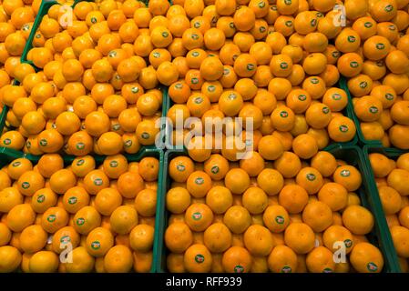 Mandarinen (Citrus reticulata) in Boxen in einem Obststand, Niederlande Stockfoto