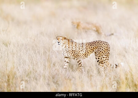 Ein paar Geparden bewegen steathily durch das lange Grass der Masai Mara auf der Suche nach Beute. Selektiver Fokus auf vorderen Tier. Stockfoto