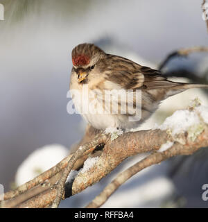 Gemeinsamen Redpoll im winter Stockfoto