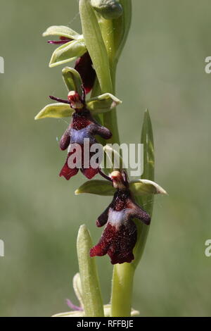 Fliegen orchid (Ophrys insectifera) Blühende in einem Naturschutzgebiet namens 'Silberberg' in der Nähe von Osnabrück, Deutschland. Stockfoto