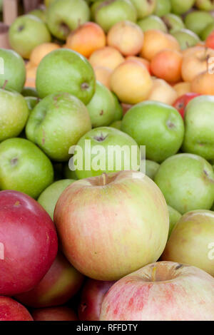 Bündel von verschiedenen organischen apple Typen auf Verkauf am Wochenmarkt stand zeigen den Reichtum und die Vielfalt der Farben, Geschmacksrichtungen und Formen angezeigt unter Vario Stockfoto