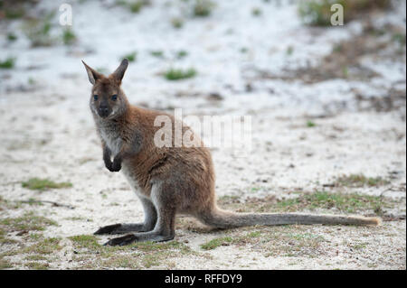 Red-necked Wallaby an der Bucht von Bränden, Tasmanien, Australien Stockfoto