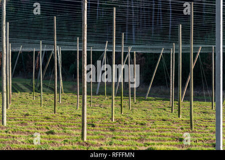 Hopfen Garten ohne Pflanzen im Spätherbst in Bayern Stockfoto