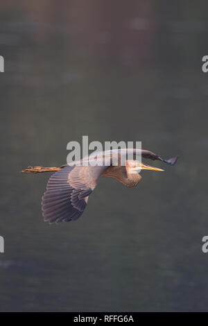 Purpurreiher (Ardea Purpurea) Stockfoto