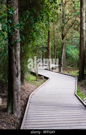 Wicklung Holzstege mit Bänken in einer Stadt forest park Stockfoto