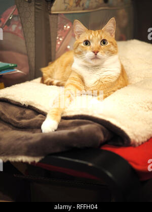 Mika die orange tabby Chillen auf dem Stuhl Stockfoto