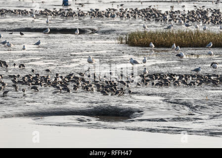 Gemischte Herde vor allem rote Knoten (Calidris Canutus) und Alpenstrandläufer Fütterung bei Ebbe Stockfoto