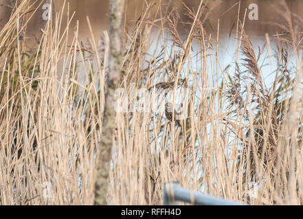 Ein thront Rohrammer (Schoeniclus schoeniclus) im Schilf Stockfoto