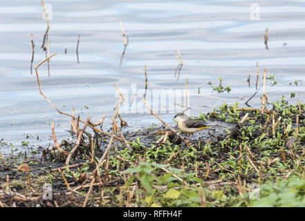 Gebirgsstelze (Motacilla Cinera) Nahrungssuche am Wasser Stockfoto