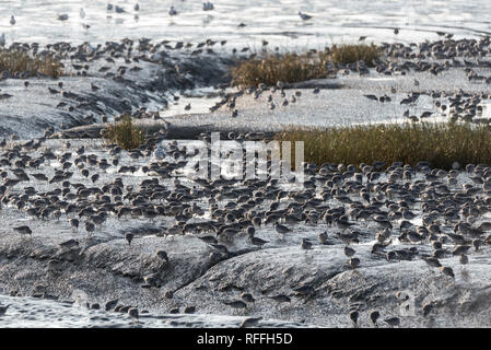 Gemischte Herde vor allem rote Knoten (Calidris Canutus) und Alpenstrandläufer Fütterung bei Ebbe Stockfoto