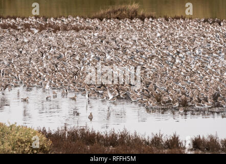 Gemischte Herde vor allem rote Knoten (Calidris Canutus) und Alpenstrandläufer roosting bei Flut Stockfoto