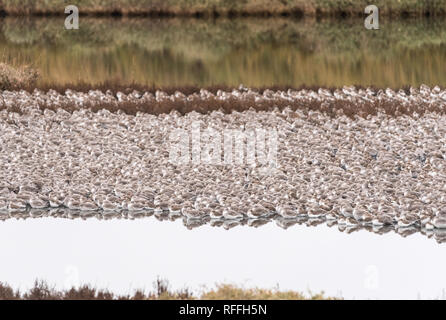 Gemischte Herde vor allem rote Knoten (Calidris Canutus) und Alpenstrandläufer roosting bei Flut Stockfoto