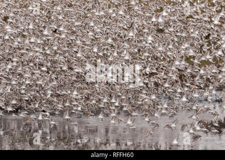 Gemischte Herde vor allem rote Knoten (Calidris Canutus) und Alpenstrandläufer roosting bei Flut Stockfoto