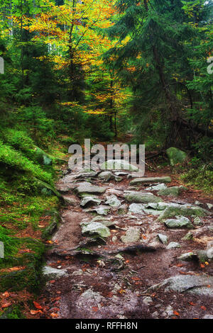 Rocky Trail im Bergwald im Herbst, Riesengebirge, Niederschlesien, Polen. Stockfoto