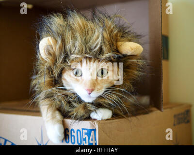 Mika die orange Tabby mit Lion Outfit Stockfoto