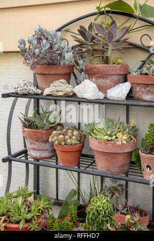 Eine detaillierte Aufnahme eines Metall Ständer mit sukkulenten Pflanzen in Tontöpfen Stockfoto