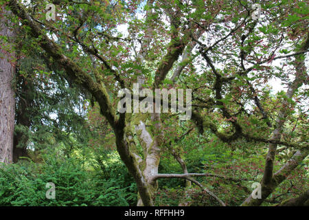 Ein Moos bedeckt Japanischer Ahorn Baum mit roten Samen auf den Zweigen an der Washington Park Arboretum in Seattle, Washington, hängend Stockfoto