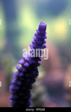 Acropora Korallen Nahaufnahme Stockfoto