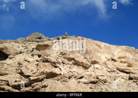 Berg Viscacha ruht auf dem felsigen Hügel unter strahlend blauen Himmel in der trockenen Wüste von Potosi, Bolivien, Südamerika Stockfoto