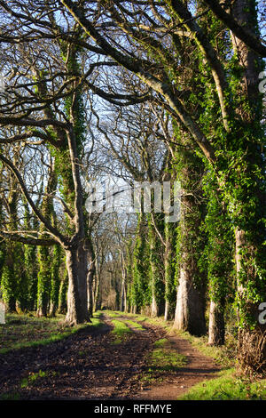 Herbst Sonne baden ein KORNISCHES von Bäumen gesäumten Weg - Johannes Gollop Stockfoto