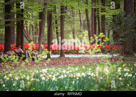 Rot pink tulip Garten blühen in den Wald Stockfoto