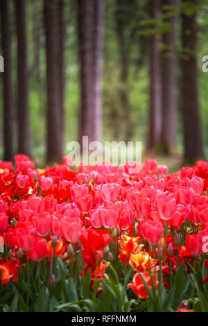 Rot pink tulip Garten blühen in den Wald Stockfoto