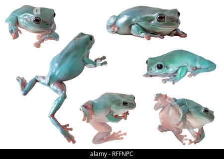 Whites Laubfrosch Stockfoto
