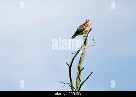 Der kurzgetohrte Schlangenadler (Circaetus gallicus) Stockfoto