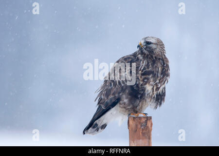 Der grobbbbeinige Bussard (Buteo lagopus) sitzt im Winter auf dem Pfosten. Stockfoto