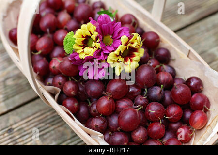 Frische rote Dessert Stachelbeeren und Blumen in einem hölzernen punnet Stockfoto