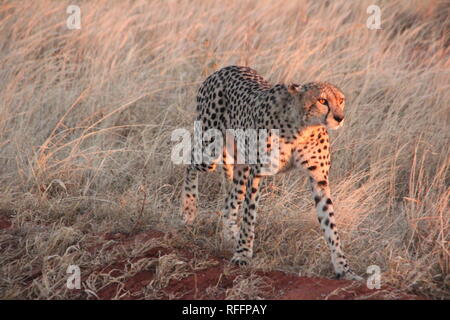 Nach Geparden (Acinonyx jubatus) im ersten Sonnenlicht in der Savanne von Tsavo Ost Naqtional Park, Kenia. Stockfoto