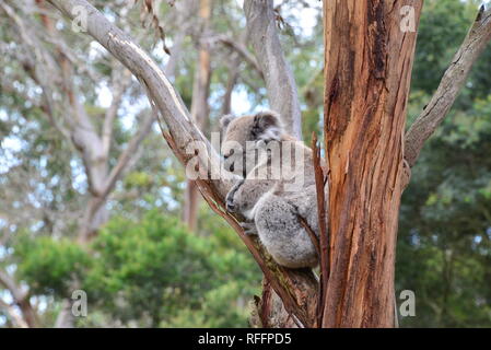 Koala Stockfoto