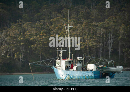 Cockle Cove, Tasmanien, Australien Stockfoto