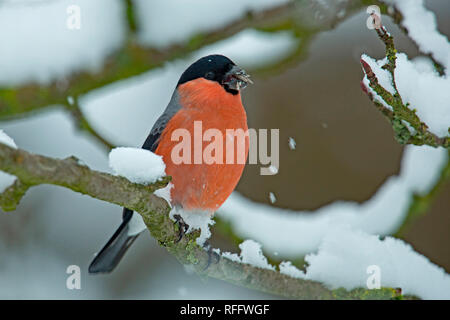 Eurasischen Dompfaff, männlich, (Pyrrhula pyrrhula) Stockfoto