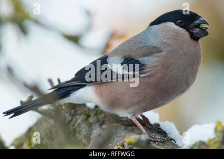 Eurasischen Dompfaff, weiblich, (Pyrrhula pyrrhula) Stockfoto