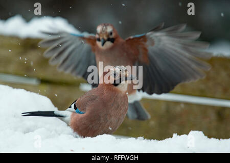 Eurasischen Eichelhäher (Garrulus glandarius) Stockfoto