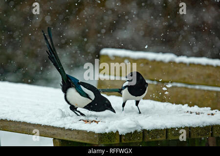 Eurasischen Elstern (Pica Pica) Stockfoto