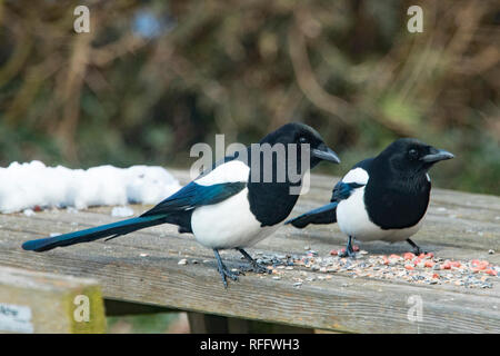 Eurasischen Elstern (Pica Pica) Stockfoto