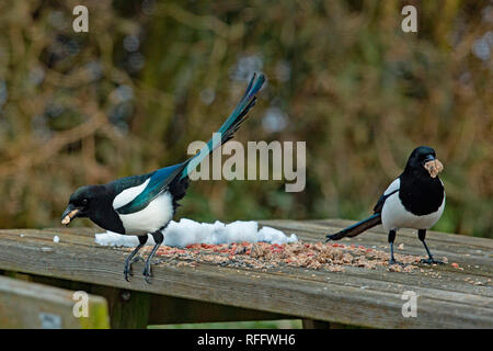Eurasischen Elstern (Pica Pica) Stockfoto