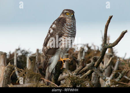 Eurasischen Sperber (Accipiter nisus) Stockfoto