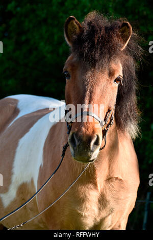 Isländer, Stute, Dun, piebald, tobiano Stockfoto