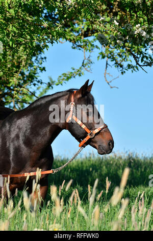 American Quarter Horse Hengst, Bolzen, Hengst, Deckhengst, altes Pferd, 27 Jahre alt Stockfoto