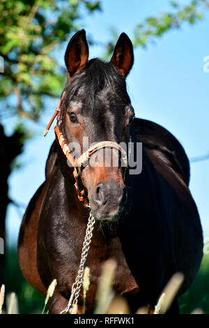 American Quarter Horse Hengst, Bolzen, Hengst, Deckhengst, altes Pferd, 27 Jahre alt Stockfoto