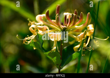 Gemeinsame Honeysuckle, Lonicera periclymenum. Ortelsbruch, Ortel Marsh, Deutschland, Rheinland-Pfalz, Hunsrück Stockfoto