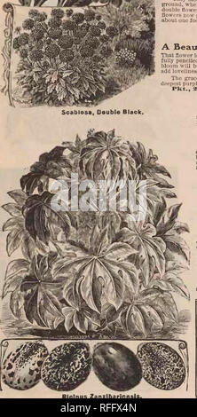 . Blumensamen: Neue und Wahl der besondere Verdienst, die wachsen. Baumschulen Minnesota Minneapolis Kataloge; Blumen Samen Kataloge, Leuchtmittel (Pflanzen) Kataloge. RJciriUS, Zanzibarensis. Aus Samen, der in den offenen Boden im Mai stehen die Pflanzen in voller Laub Anfang Juli, und einer Höhe von zwölf foueteen zu Fuß erreichen. Die enorme Blätter, schön gelappten, messen Sie zweieinhalb bis nearlt ackoss foub Füße. Wie eine einsame Pflanze auf der Wiese gepflanzt, es ist eine perfekte Pyramide von Laub, thicmy von oben bis unten mit gigantischen Blätter zu. Ein Dutzend Pflanzen in ein großes Bett, einen malerischen Anblick, t Stockfoto